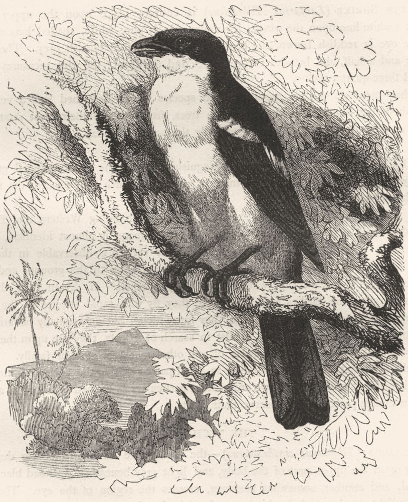 BIRDS. Singing. Tooth-Beaked. Flute Shrike c1870 old antique print picture